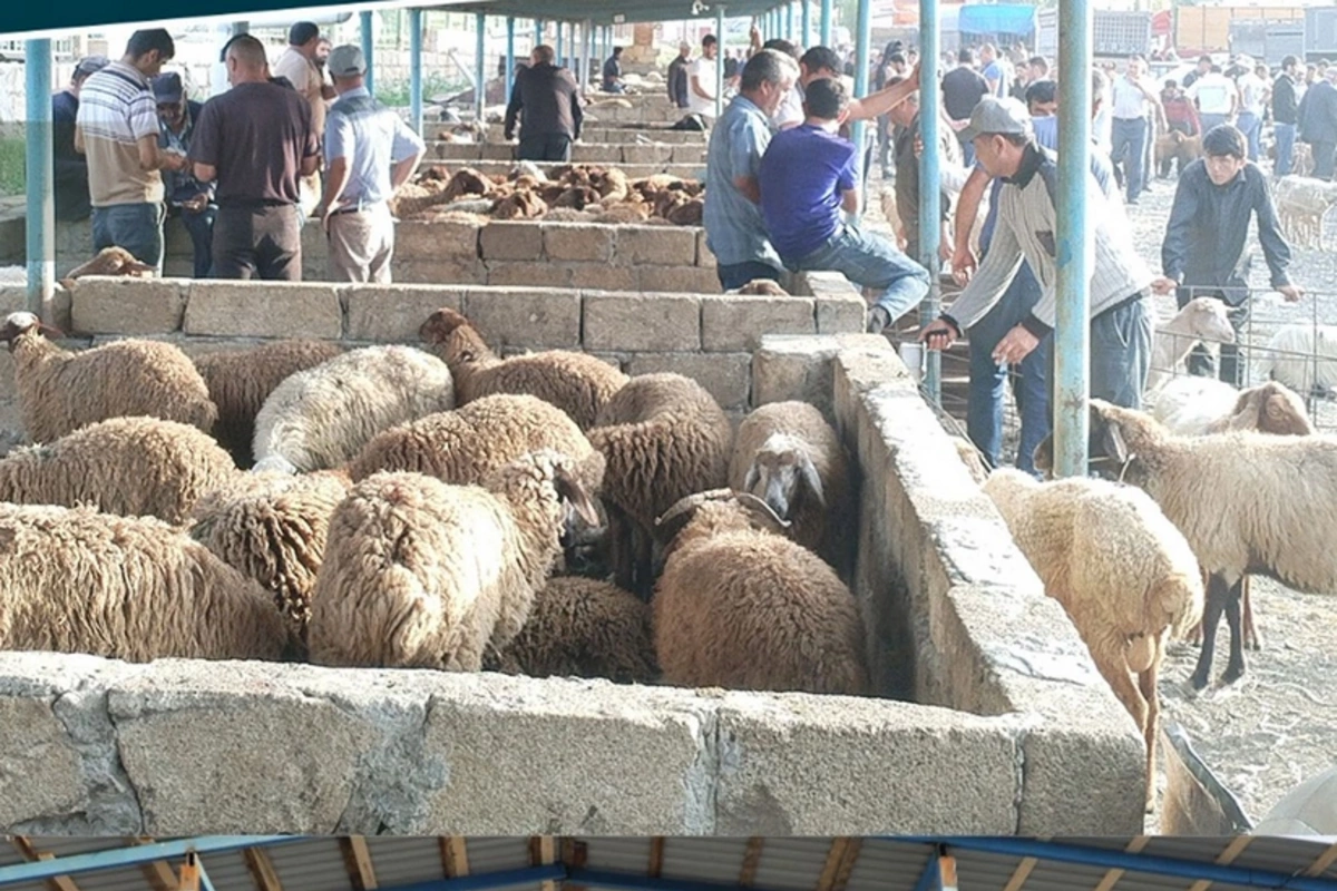 В Шамахинском и Гейчайском районах открылись рынки продажи животных