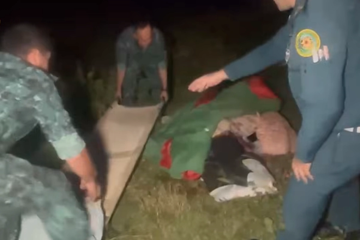 В Шеки стая собак напала на гражданку Нидерландов: ее эвакуировали вертолетом