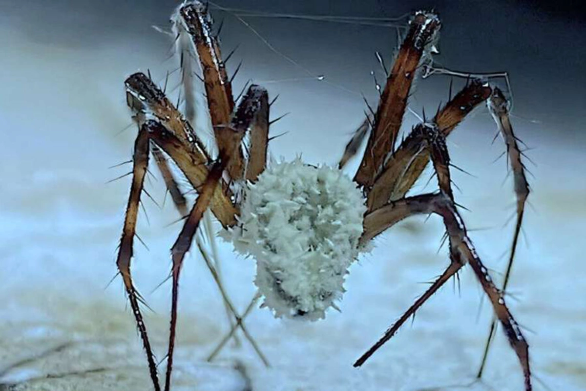 В США предупредили об угрожающем миру опасном грибке