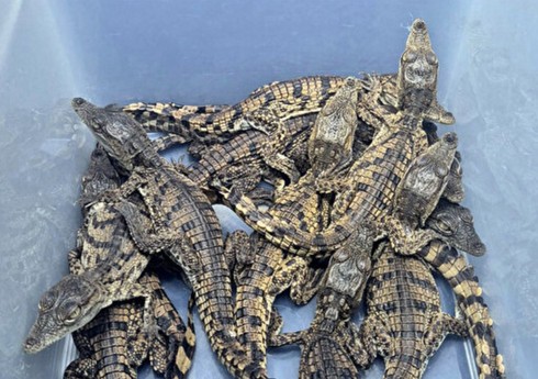В Турции пресекли контрабанду редких нильских крокодилов и варанов из Египта