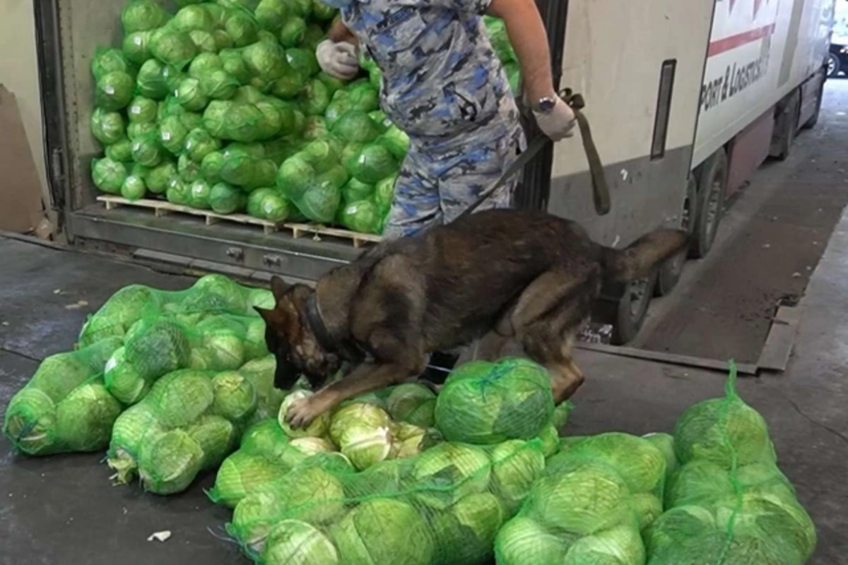 В ввезенной в Азербайджан капусте обнаружены наркотики