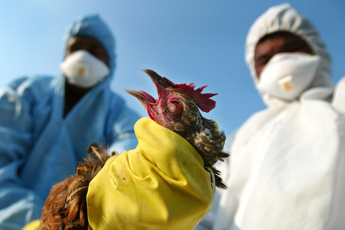 Введены ограничения на импорт мяса птицы в Азербайджан из некоторых регионов