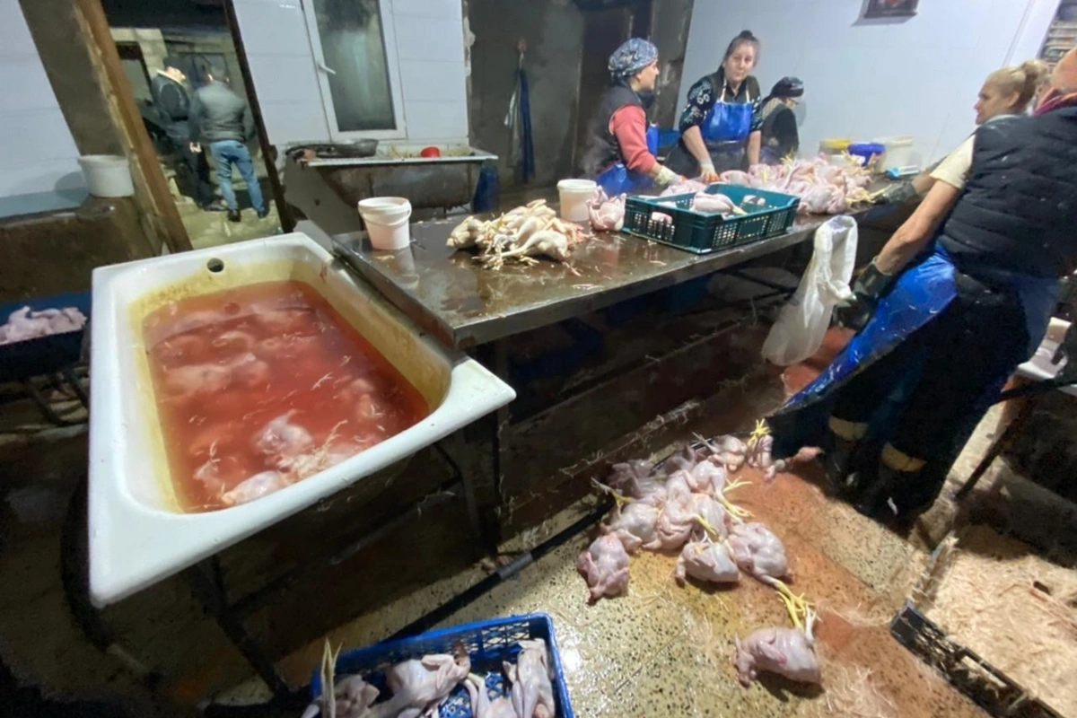 Выяснилось, чем обрабатывали куриц, продаваемых как "деревенские"