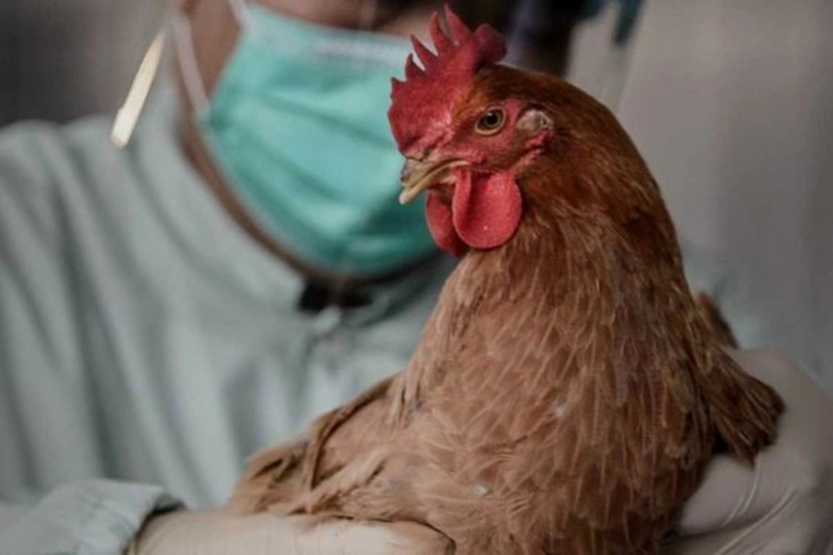 Выявлены ли в Азербайджане случаи птичьего гриппа и болезни Ньюкасла?