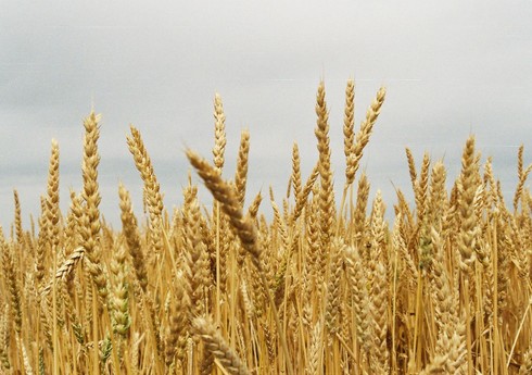 Завсектором растениеводства: В Губинском районе в 2024 году сбор зерна превысит 35 тыс. тонн