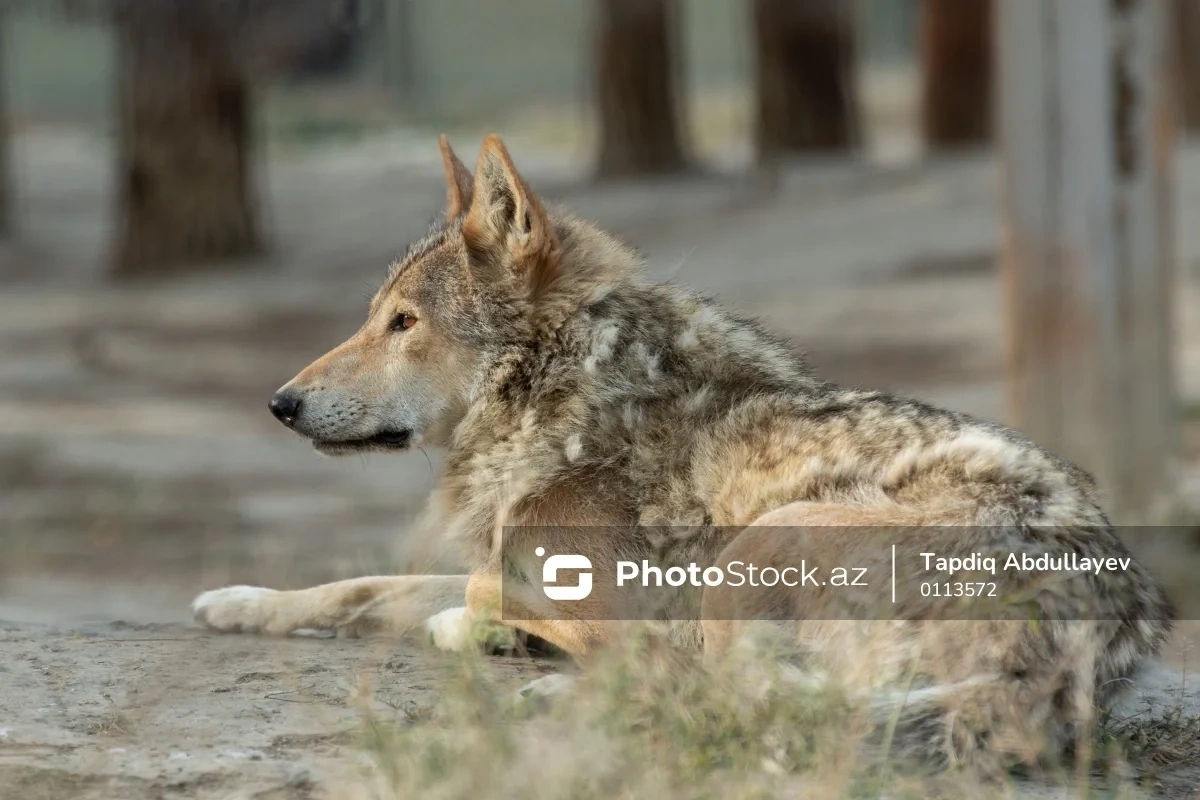 Жители Уджара бьют тревогу: Волки нападают уже и в дневное время