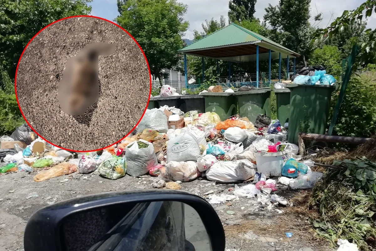 Зловоние и мыши: жители Габалы жалуются на антисанитарию